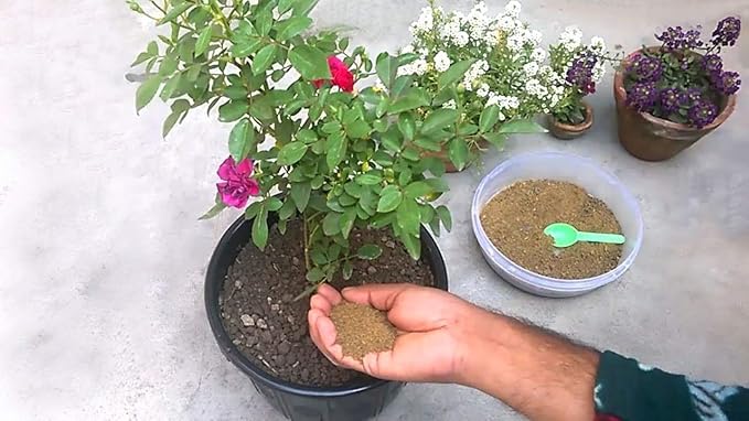 Mustard Cake Powder for Plant - 1 Kg