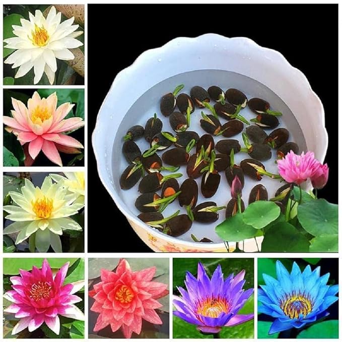 Lotus Flower Seeds For Home Aquatic Garden - 30 Seeds