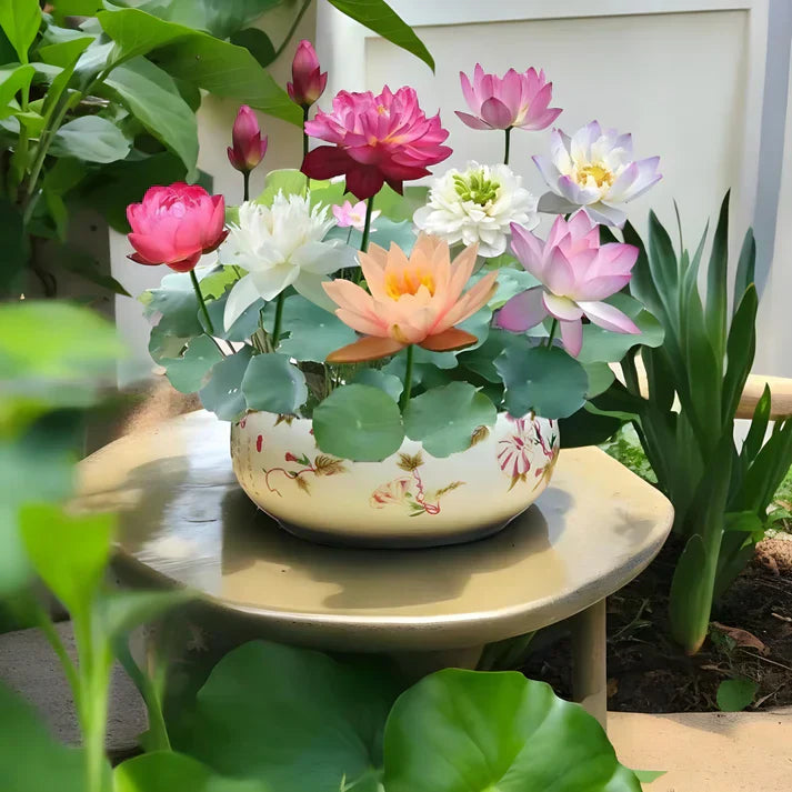 Lotus Flower Seeds For Home Aquatic Garden - 30 Seeds
